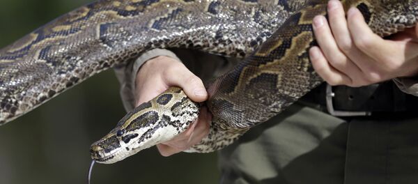 Píton - Sputnik Brasil