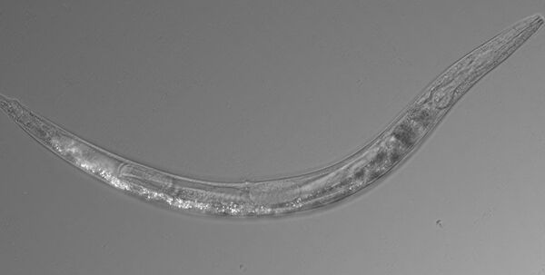 Verme incomum de 3 sexos é descoberto em lago tóxico na Califórnia (FOTO) - Sputnik Brasil