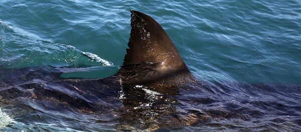 Tubarão Branco nada nas águas de Gansbaai, na África do Sul (foto de arquivo) - Sputnik Brasil