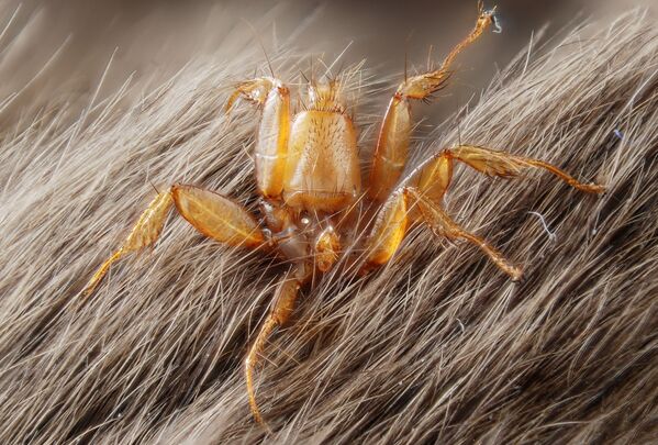 Mosca parasita do grupo Nycteribiidae em cima de um morcego na Suíça - Sputnik Brasil