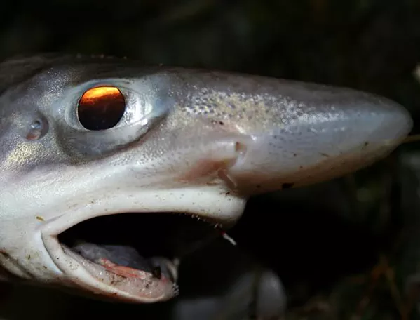 Um peixe leitão-malhado, também conhecido como tubarão-gato-de-boca-negra (foto de arquivo) Um peixe leitão-malhado, também conhecido como tubarão-gato-de-boca-negra (foto de arquivo) - Sputnik Brasil