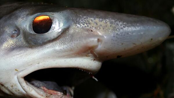 Um peixe leitão-malhado, também conhecido como tubarão-gato-de-boca-negra (foto de arquivo) - Sputnik Brasil