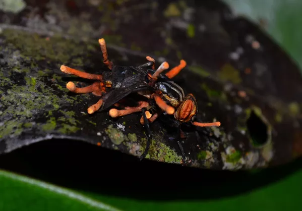 Fungo do gênero Cordyceps parasitando uma mosca Fungo do gênero Cordyceps parasitando uma mosca - Sputnik Brasil
