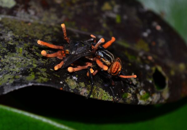 Fungo do gênero Cordyceps parasitando uma mosca - Sputnik Brasil