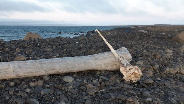 Chifre de unicórnio-do-mar descoberto por funcionários do Parque Nacional do Árctico Russo, no extremo norte da Rússia - Sputnik Brasil