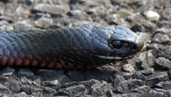 Cobra negra com barriga vermelha, nativa da Austrália - Sputnik Brasil