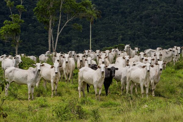 Pecuária brasileira pode dobrar a produção sem desmatamento, diz especialista - Sputnik Brasil