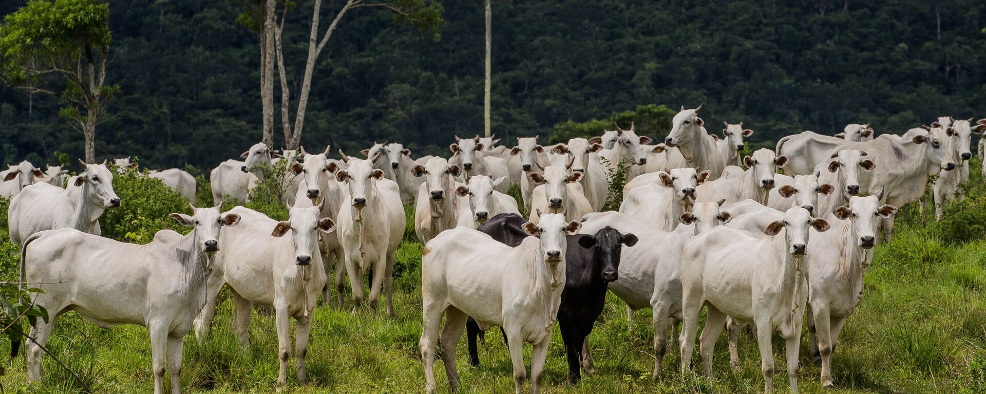  Gados na fazenda Nossa Senhora do Carmo, em Cumaru do Norte, no interior do Pará (foto de arquivo) - Sputnik Brasil, 1920, 14.09.2022