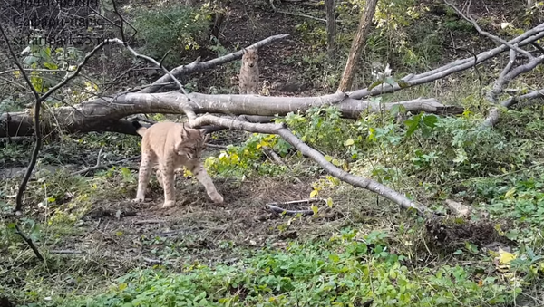 Lince ruivo demonstra destreza brincando com cobra - Sputnik Brasil