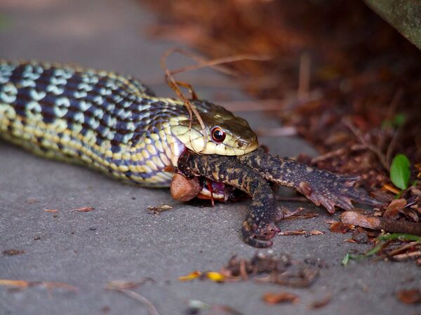 Apetite voraz: zoóloga brasileira detalha como cobras devoram grandes presas - Sputnik Brasil