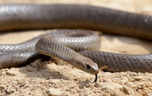 Australiana flagra cobra supervenenosa ao lado de seus filhos em FOTO - Sputnik Brasil