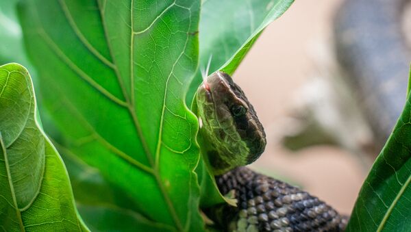 Cobra da espécie Austrelaps labialis - Sputnik Brasil