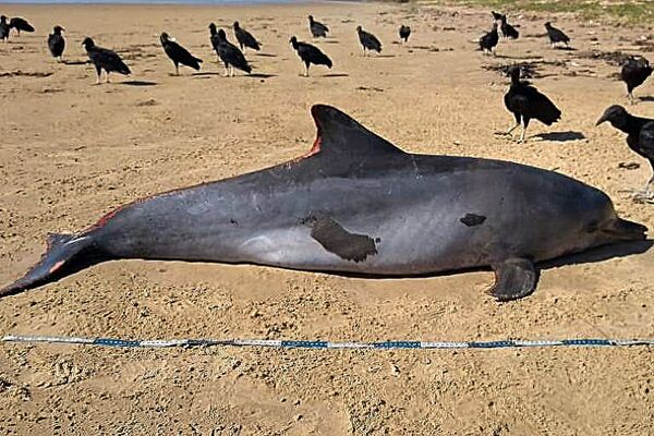 Golfinho com manchas de óleo foi encontrado morto no município de Feliz Deserto, no litoral sul de Alagoas.  - Sputnik Brasil