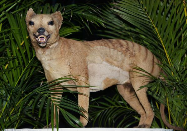 Tigre-da-tasmânia regressa da extinção? Avisos surgem da 'aparição' do animal misterioso Tigre-da-tasmânia regressa da extinção? Avisos surgem da 'aparição' do animal misterioso - Sputnik Brasil