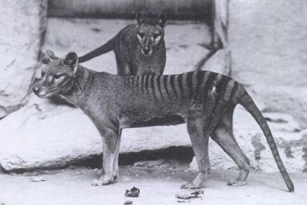 Tigre-da-tasmânia regressa da extinção? Avisos surgem da 'aparição' do animal misterioso Tigre-da-tasmânia regressa da extinção? Avisos surgem da 'aparição' do animal misterioso - Sputnik Brasil