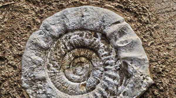 Fóssil de um amonite (imagem referencial) - Sputnik Brasil