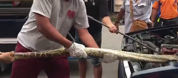 Píton fica entra em motor de veículo e se recusa a sair - Sputnik Brasil