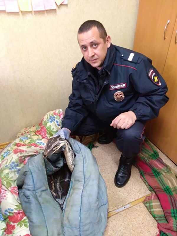 Crocodilo e píton sobrevivem por milagre em acidente mortal na Rússia (FOTOS) - Sputnik Brasil