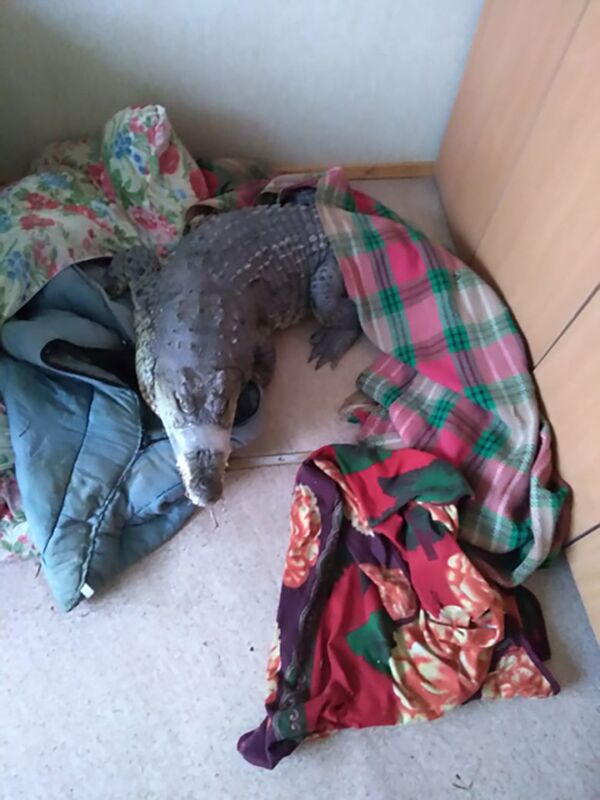 Crocodilo e píton sobrevivem por milagre em acidente mortal na Rússia (FOTOS) - Sputnik Brasil