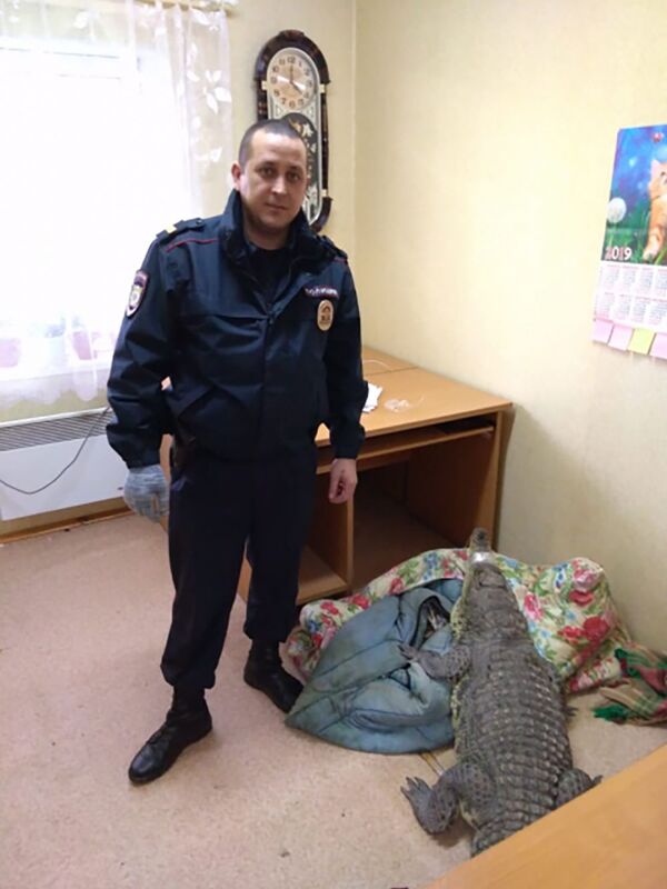 Crocodilo e píton sobrevivem por milagre em acidente mortal na Rússia (FOTOS) - Sputnik Brasil