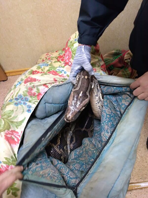 Crocodilo e píton sobrevivem por milagre em acidente mortal na Rússia (FOTOS) - Sputnik Brasil