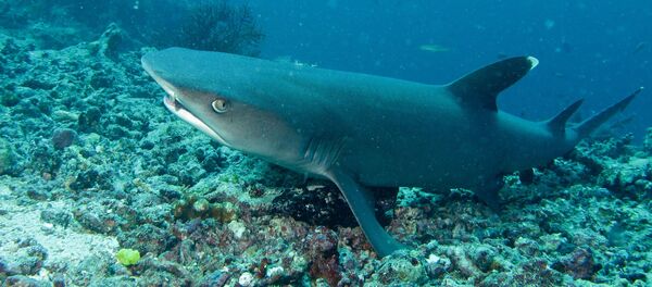 Tubarão-galha-branca (imagem referencial) - Sputnik Brasil