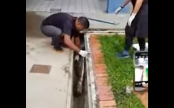 Píton fica entalada em esgoto após engolir gato em Singapura Píton fica entalada em esgoto após engolir gato em Singapura - Sputnik Brasil
