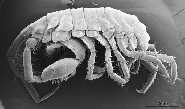 Tubarão-baleia esconde nova espécie de crustáceo na boca (FOTO) - Sputnik Brasil