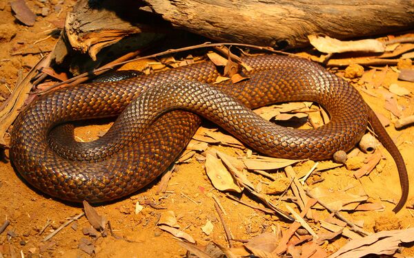 Cobra extremamente venenosa mata homem na Austrália Cobra extremamente venenosa mata homem na Austrália - Sputnik Brasil
