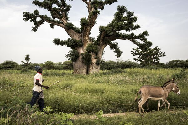 Homem caminha com seus jumentos próximo da floresta de Bandia, no Senegal - Sputnik Brasil