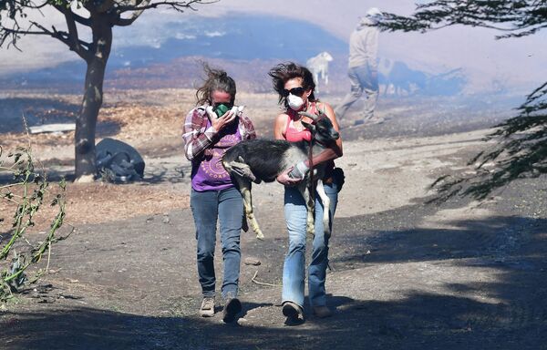 Duas mulheres ajudam a resgatar um bode durante um incêndio florestal no Vale Simi, perto de Los Angeles, Estados Unidos - Sputnik Brasil