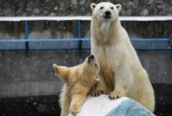 Ursa polar Gerda e ursinho no Zoológico de Novosibirsk, Rússia - Sputnik Brasil