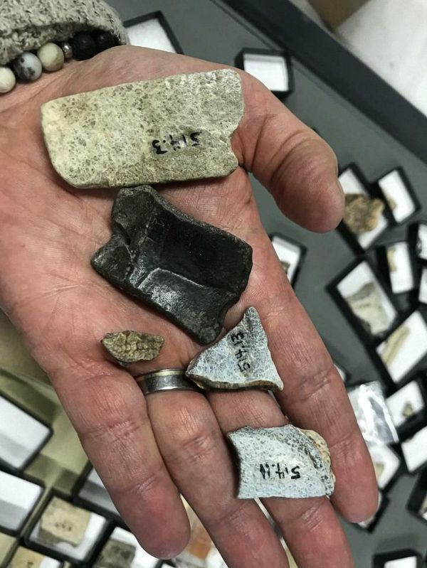 Revelado mistério de fósseis encontrados há mais de 50 anos no Canadá (FOTO) - Sputnik Brasil