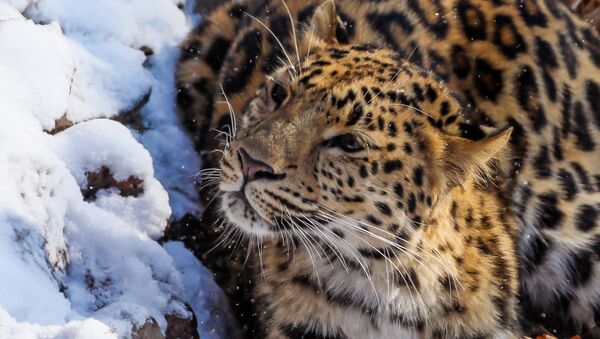 Leopardo-de-amur no Extremo Oriente da Rússia - Sputnik Brasil