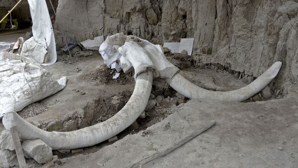Presas gigantes e ossos de mamute em Tultepek, México, 6 de novembro de 2019 - Sputnik Brasil