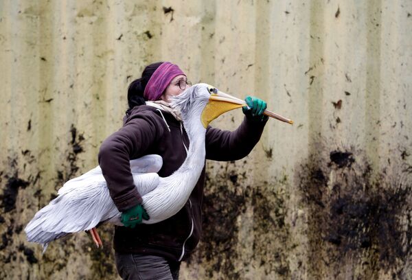 Funcionária do zoológico tcheco Dvur Kravole carregando um pelicano - Sputnik Brasil