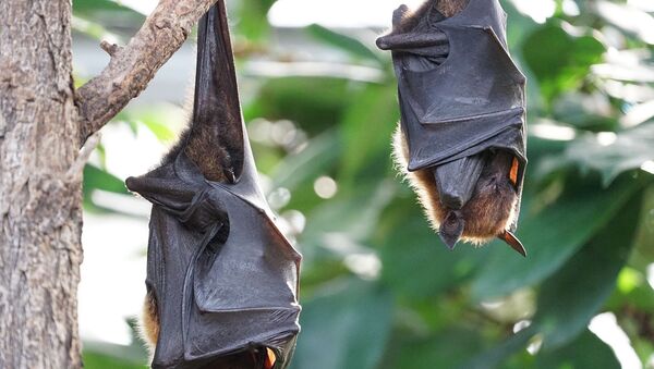 Morcegos (foto de arquivo) - Sputnik Brasil
