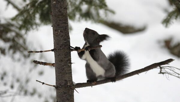 Esquilo no território do Estado Reserva Natural Stolby na região de Krasnoyarsk, Rússia - Sputnik Brasil