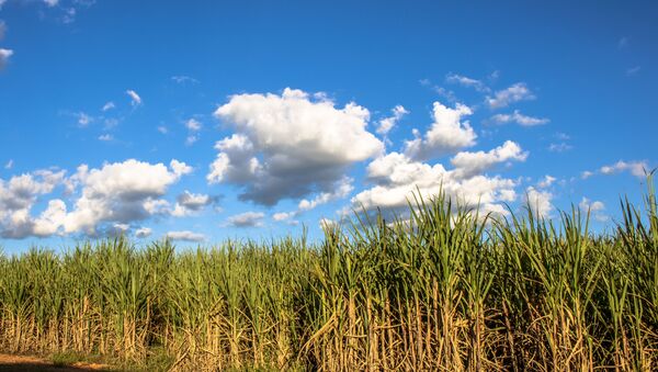 Plantação de cana-de-açúcar no município de Borá, região centro-oeste do Estado de São Paulo. - Sputnik Brasil
