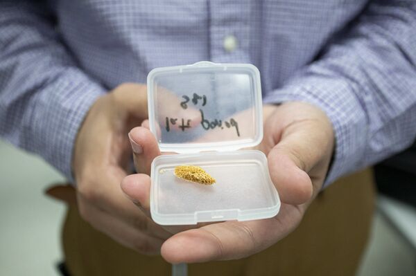 Ossos de 4 dinastias podem revelar segredos de antigo povo egípcio (FOTOS) - Sputnik Brasil