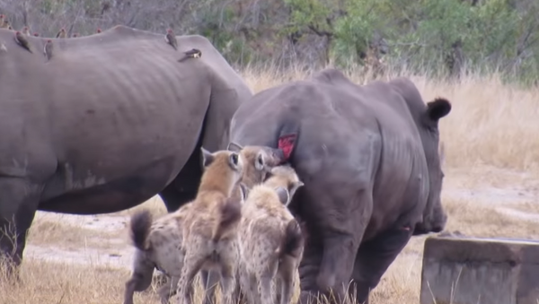 Gangue de hienas impiedosamente arranca rabo de rinoceronte - Sputnik Brasil