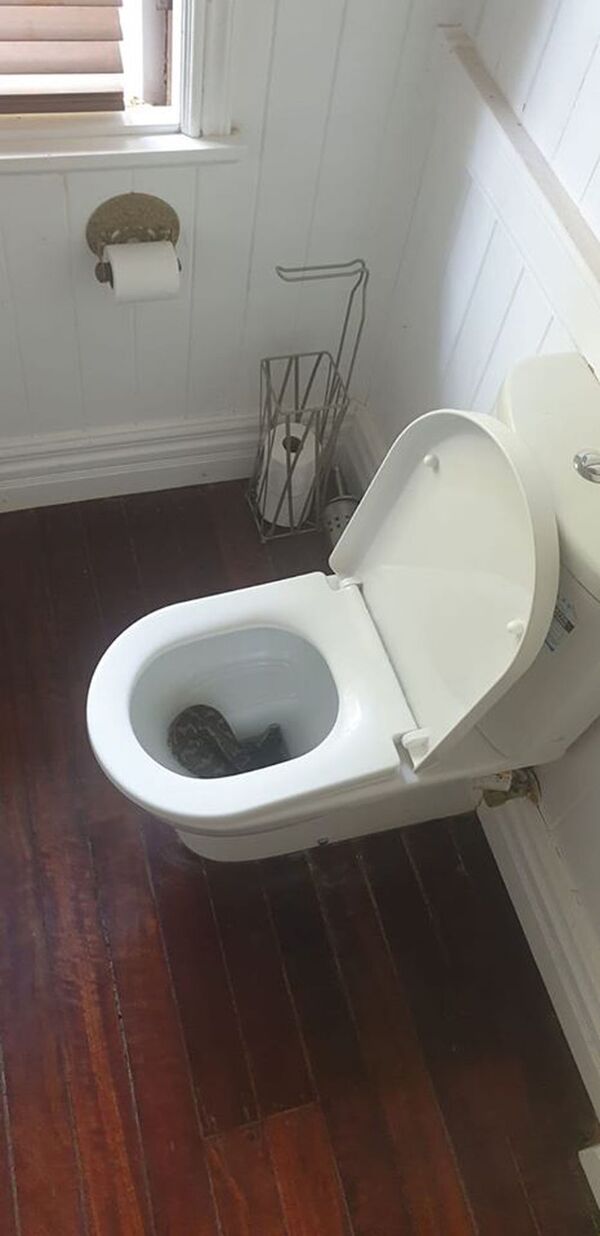 Que susto! Homem encontra cobra em vaso sanitário (FOTO, VÍDEO) - Sputnik Brasil