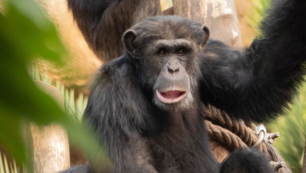 Chimpanzé (imagem referencial) - Sputnik Brasil