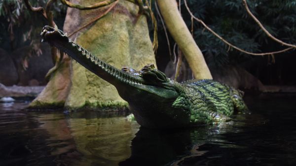Crocodilo gavial (Gavialis gangeticus) no Zoológico de Praga, República Tcheca - Sputnik Brasil