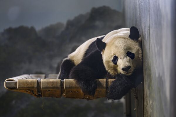 Panda gigante Bei Bei descansando no Jardim Zoológico Nacional do Smithsonian em Washington, Estados Unidos - Sputnik Brasil