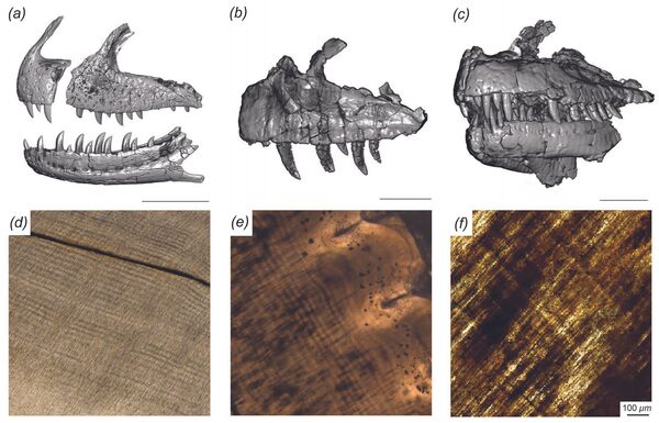 Conheça dinossauro triturador de ossos que trocava de dente a cada 2 meses (FOTO) - Sputnik Brasil