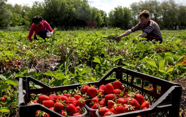 Colheita de morango em fazenda na região de Stavropol,  no sul da Rússia - Sputnik Brasil