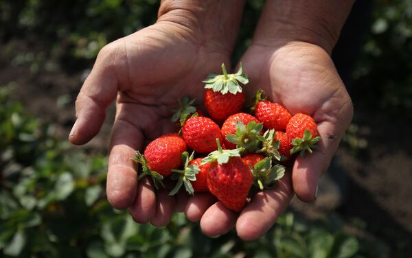 Morangos produzidos pela agricultura familiar na região de Krasnodar, na Rússia - Sputnik Brasil