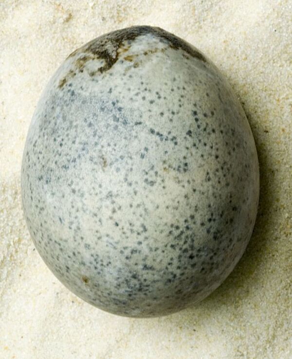 Arqueólogos ativam 'bomba de mau cheiro' após quebrar ovos de 1.700 anos (FOTO) - Sputnik Brasil