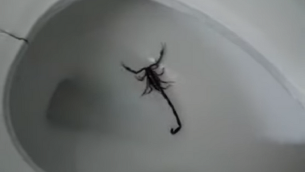 Escorpião surge em banheiro - Sputnik Brasil